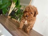 Red Toy Poodle Yavrular