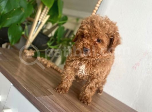 Red Toy Poodle Yavrular görsel