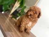Red Toy Poodle Yavrular