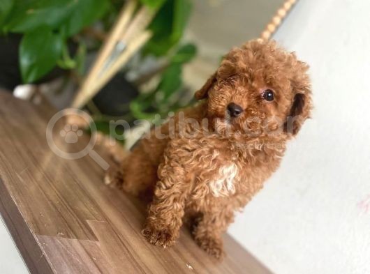 Red Toy Poodle Yavrular görsel