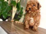 RED TOY POODLE YAVRULAR