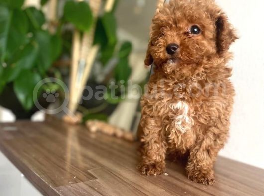 Red Toy Poodle Yavrular