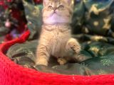 Golden Black Bri̇ti̇sh Shorthai̇r Yavrularimiz