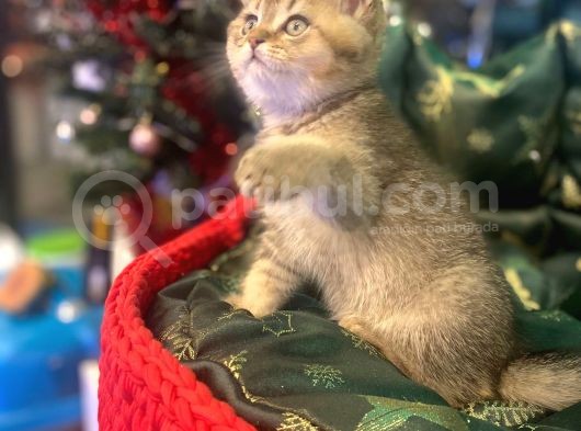 Golden Black Bri̇ti̇sh Shorthai̇r Yavrularimiz