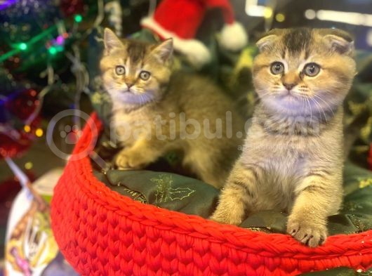 Golden Black Bri̇ti̇sh Shorthai̇r Yavrularimiz görsel