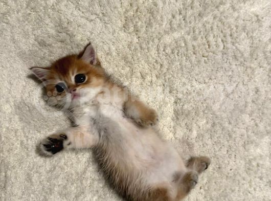 Güzel Yüzlü Golden British Shorthair görsel