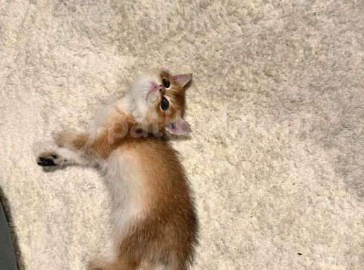 Güzel Yüzlü Golden British Shorthair görsel