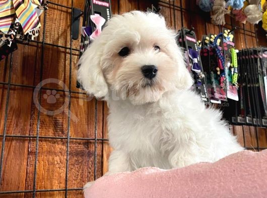 Bembeyaz Maltese Terri̇er 0 Numara