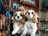Harika Cavalier King Charles Yavrularımız