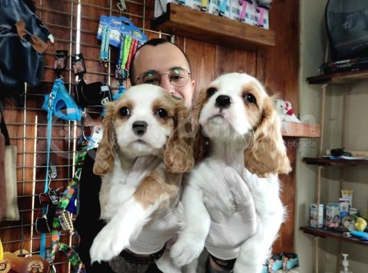 Harika Cavalier King Charles Yavrularımız görsel
