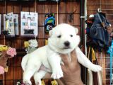 Mükemmel Kalitede Samoyed Bebekler Için Acele Edin 