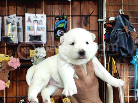 Mükemmel Kalitede Samoyed Bebekler Için Acele Edin  görsel