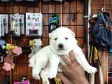 Mükemmel Kalitede Samoyed Bebekler Için Acele Edin 