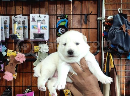 Mükemmel Kalitede Samoyed Bebekler Için Acele Edin  görsel