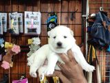 Mükemmel Kalitede Samoyed Bebekler Için Acele Edin 