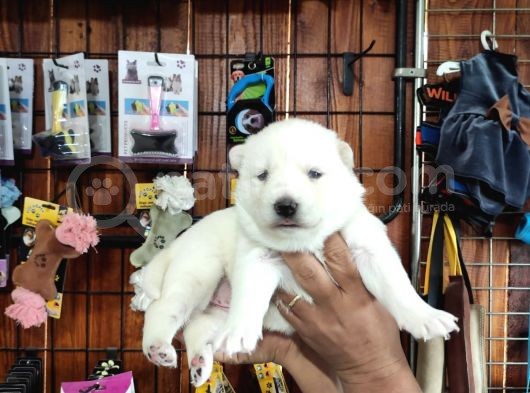 Mükemmel Kalitede Samoyed Bebekler Için Acele Edin  görsel