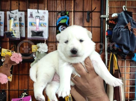 Mükemmel Kalitede Samoyed Bebekler Için Acele Edin 