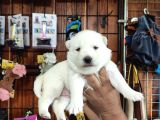 Mükemmel Kalitede Samoyed Bebekler Için Acele Edin 