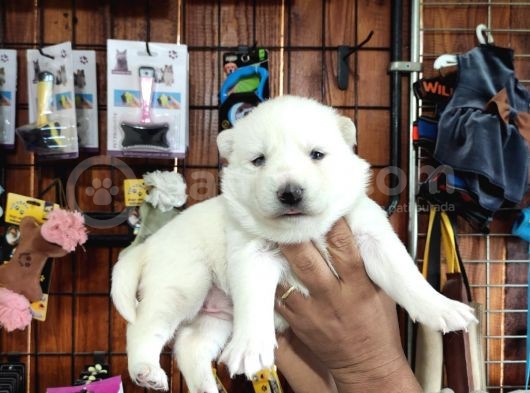 Mükemmel Kalitede Samoyed Bebekler Için Acele Edin  görsel