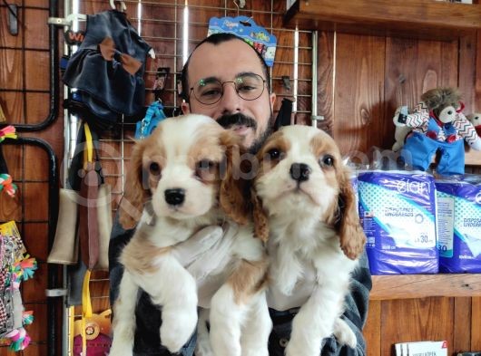 Harika Cavalier King Charles Yavrularımız görsel