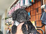 A Kalite Black Poodle Yavrularımız