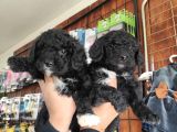 A kalite black poodle yavrularımız