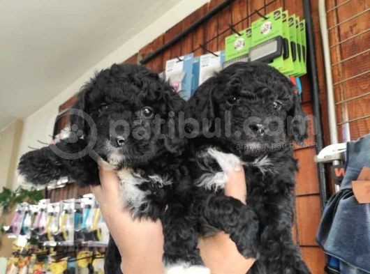 A Kalite Black Poodle Yavrularımız görsel