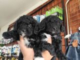 A Kalite Black Poodle Yavrularımız