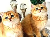 British shorthair golden bebekler