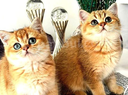 British Shorthair Golden Bebekler