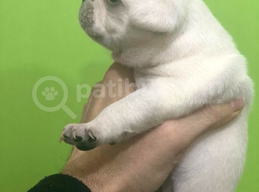 French Buldog Li̇lac-Tan-Cream-Plati̇ni̇um Yavrular