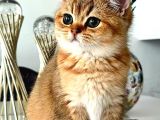 British Shorthair Golden Bebekler