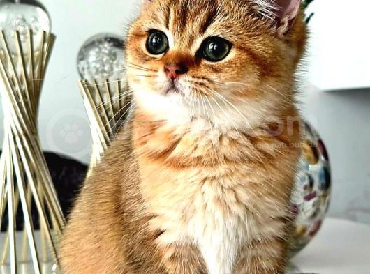 British Shorthair Golden Bebekler görsel