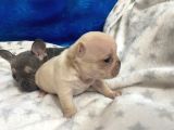 French Buldog Li̇lac-Tan-Cream-Plati̇ni̇um Yavrular
