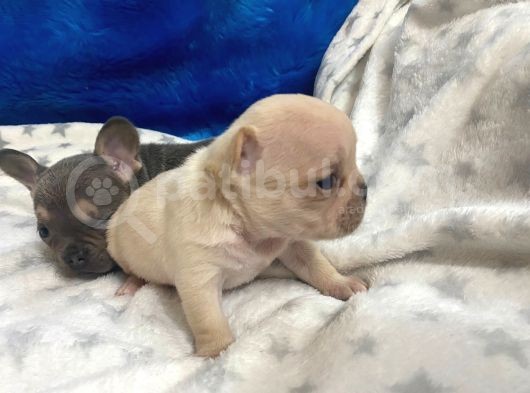 French Buldog Li̇lac-Tan-Cream-Plati̇ni̇um Yavrular görsel