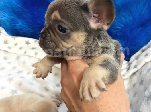 French Buldog Li̇lac-Tan-Cream-Plati̇ni̇um Yavrular görsel