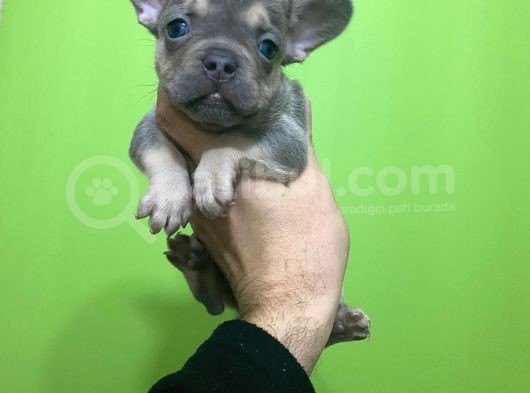 French Buldog Li̇lac-Tan-Cream-Plati̇ni̇um Yavrular görsel