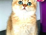 British Shorthair Golden Bebekler