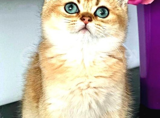 British Shorthair Golden Bebekler görsel