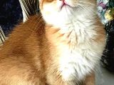 British Shorthair Golden Bebekler