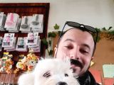 Bembeyaz Maltese Terri̇er 0 Numara