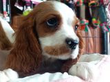 Harika Cavalier King Charles Yavrularımız