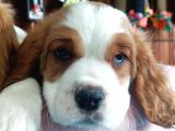 Harika Cavalier King Charles Yavrularımız