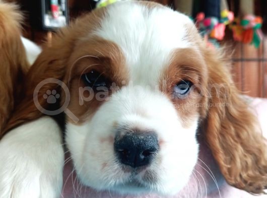 Harika Cavalier King Charles Yavrularımız görsel