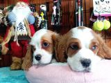 Harika cavalier king charles yavrularımız