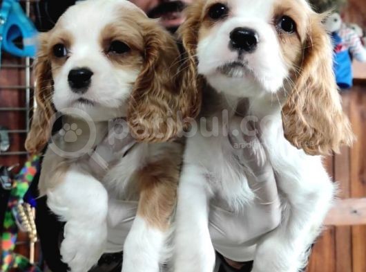 Harika Cavalier King Charles Yavrularımız görsel