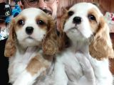 Harika Cavalier King Charles Yavrularımız