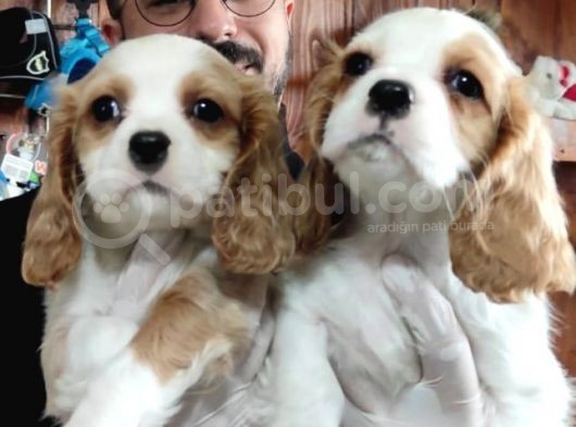 Harika Cavalier King Charles Yavrularımız görsel