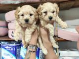 Sevi̇mli̇ Malti̇poo Bebekler Burkemden