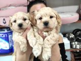 Sevi̇mli̇ Malti̇poo Bebekler Burkemden
